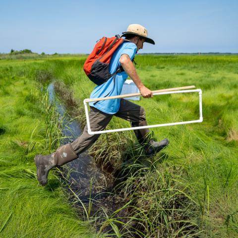 Researcher in salt marsh carrying a transept