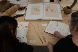 Two women look at a specimen from the Albion Hodgdon Herbarium. 这个标本是1902年采集的一种已灭绝的蟹草.